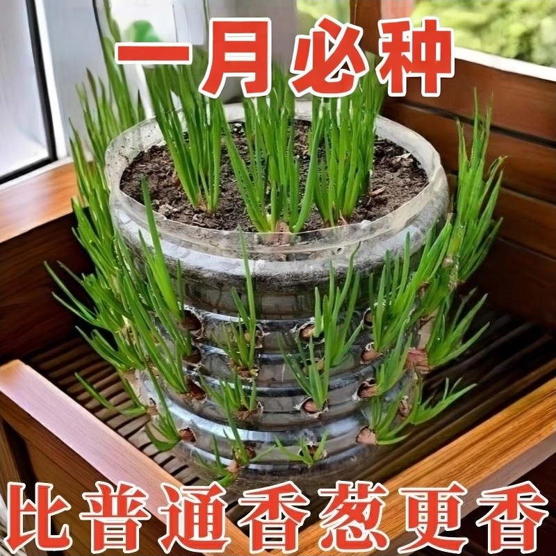 浓香型红葱头四季小香葱食用细小香葱阳台庭院红葱头新四川红葱头,鲜花速递/花卉仿真/绿植园艺,红掌/凤梨/温室花卉,淘宝优惠券,粉丝福利购,淘宝优惠卷