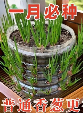 浓香型红葱头四季小香葱食用细小香葱阳台庭院红葱头新四川红葱头