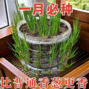 浓香型红葱头四季小香葱食用细小香葱阳台庭院红葱头新四川红葱头