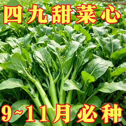 速生25天四九甜菜心种子耐热