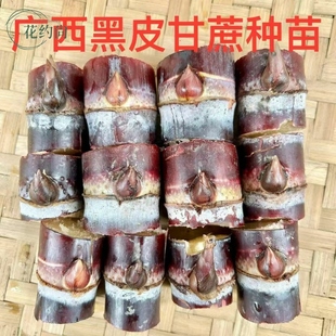 广西黑皮甘蔗苗种苗庭院阳台带芽苞种植黑皮甜甘蔗苗种子耐寒易种