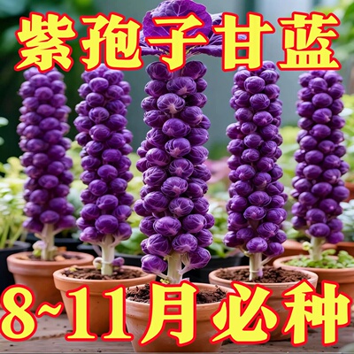 紫孢子甘蓝蔬菜种子正品