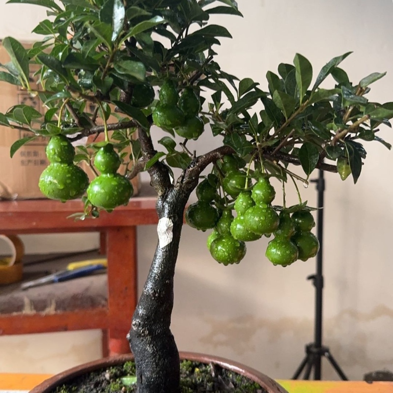 金弹子熟桩葫芦果梨形果盆栽