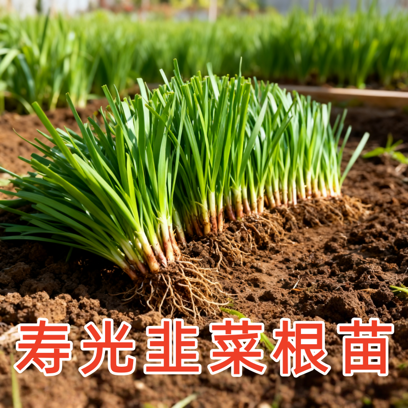寿光本地土韭菜根苗紫根红根宽叶