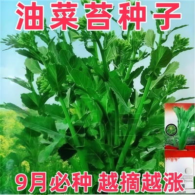 【今年新种】油菜苔种子四川农家自留专掐菜心油菜薹菜尖耐热耐寒