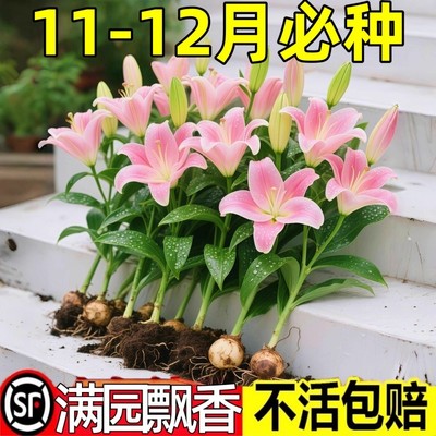 香水百合种球四季好养盆栽带花苞