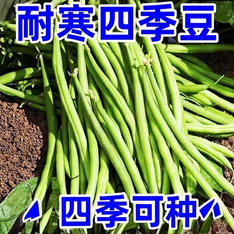 【粒粒好种】无架易种丰产无筋无丝四季豆春秋播种高产阳台庭院,鲜花速递/花卉仿真/绿植园艺,种苗/半成品盆栽,淘宝优惠券,粉丝福利购,淘宝优惠卷