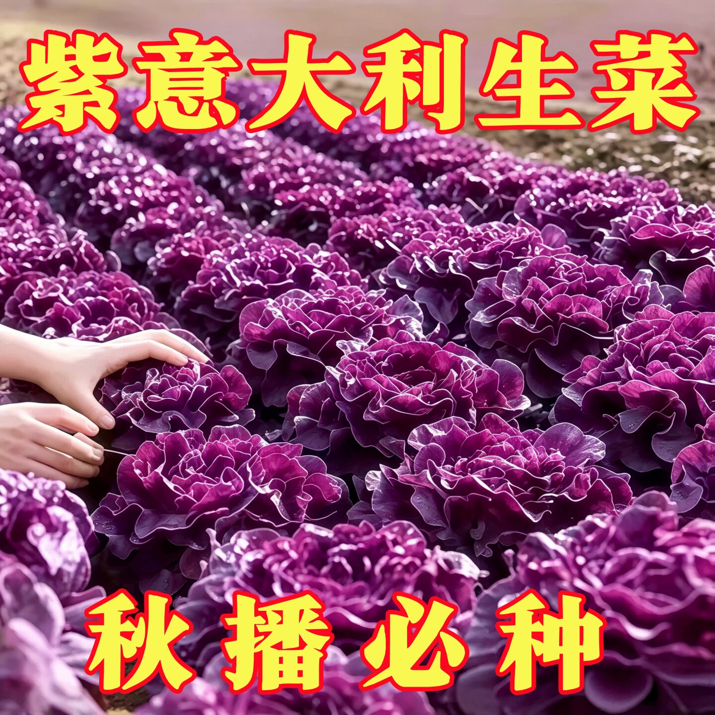 紫色意大利生菜种子种籽菜籽种植四季蔬菜种子孑秋冬罗马奶油香菜