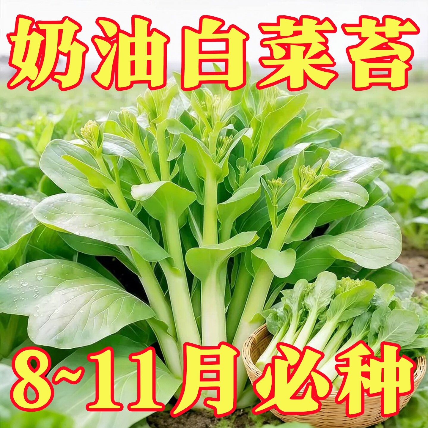 【2026新种】速生奶油白菜苔种子四季早熟白菜种籽四九菜心蔬菜种