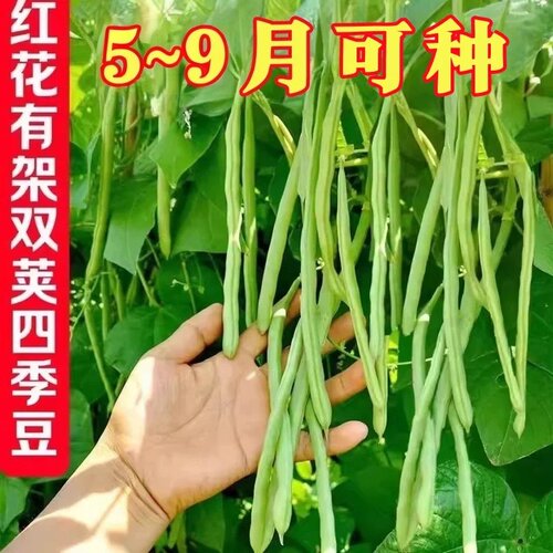 四季豆种子晚熟45天耐热耐寒