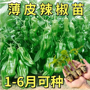 薄皮辣椒苗优质青椒不辣的菜椒山东寿光本地土秧苗带土老品种四季