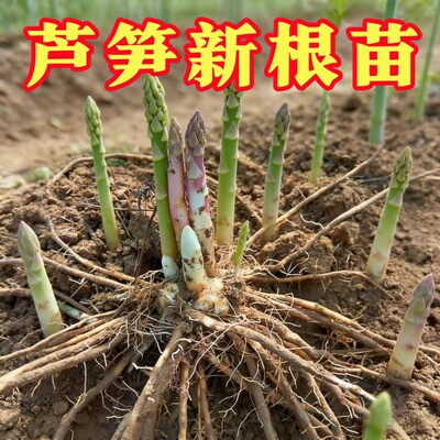 四季芦笋根苗带土带芽阳台种植