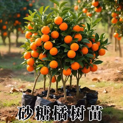 广西正宗嫁接无籽沃柑树苗砂糖橘蜜桔苗皇帝柑树苗盆栽柑橘果树苗