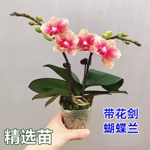 双蝴蝶兰盆栽兰花大苗带花剑带花苞泗季开花室内花好养易成活办公