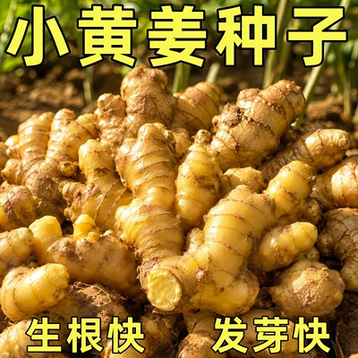 正宗云南本地小黄姜带芽种子苗