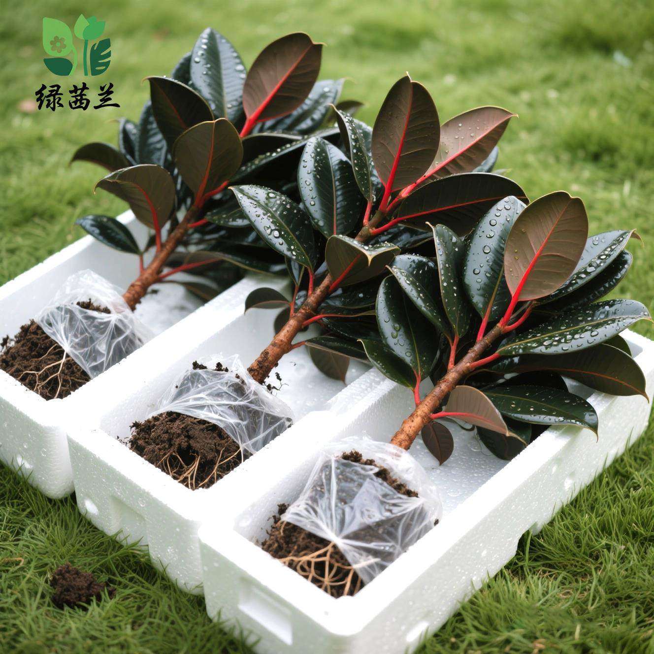 黑金刚橡皮树盆栽家庭室内客厅四季长青花卉净化空气绿色观叶植物,鲜花速递/花卉仿真/绿植园艺,藤本/攀援植物,淘宝优惠券,粉丝福利购,淘宝优惠卷