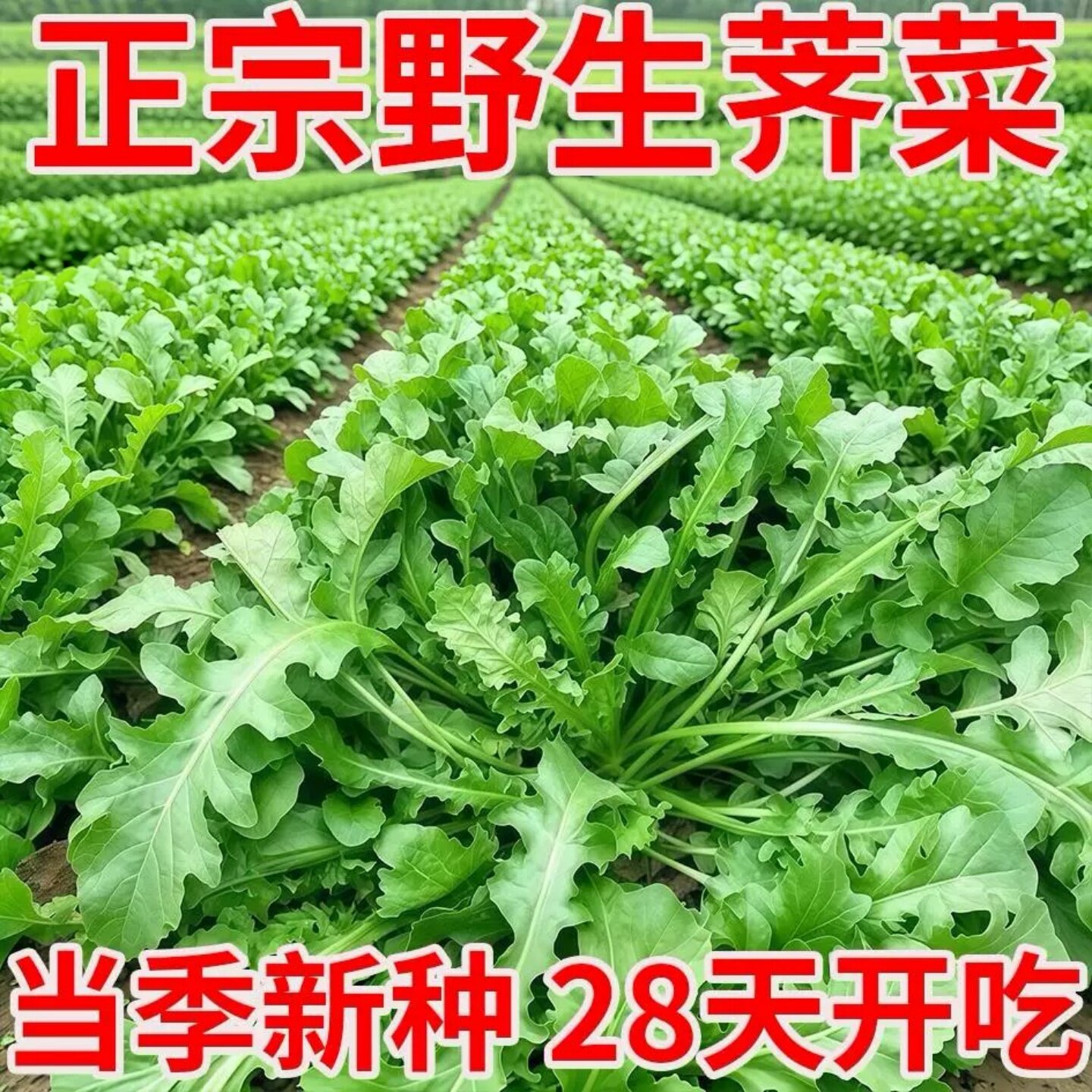 纯野生荠菜种子正宗老品种大叶鲜甜四季种植高产有机农家种植庭院