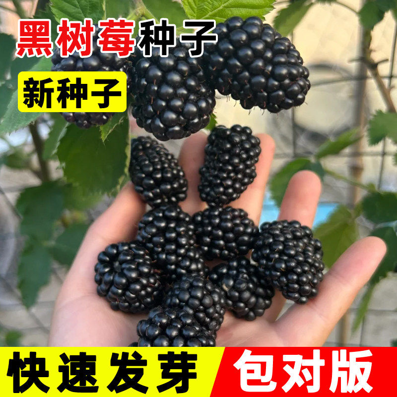 耐热黑树莓种子阳台盆栽小院种植简单四季播种野草莓红蛇莓种籽