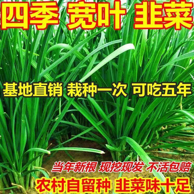 现挖宽叶韭菜根韭菜根紫根韭菜苗红根大叶韭菜四季阳台盆栽蔬菜苗
