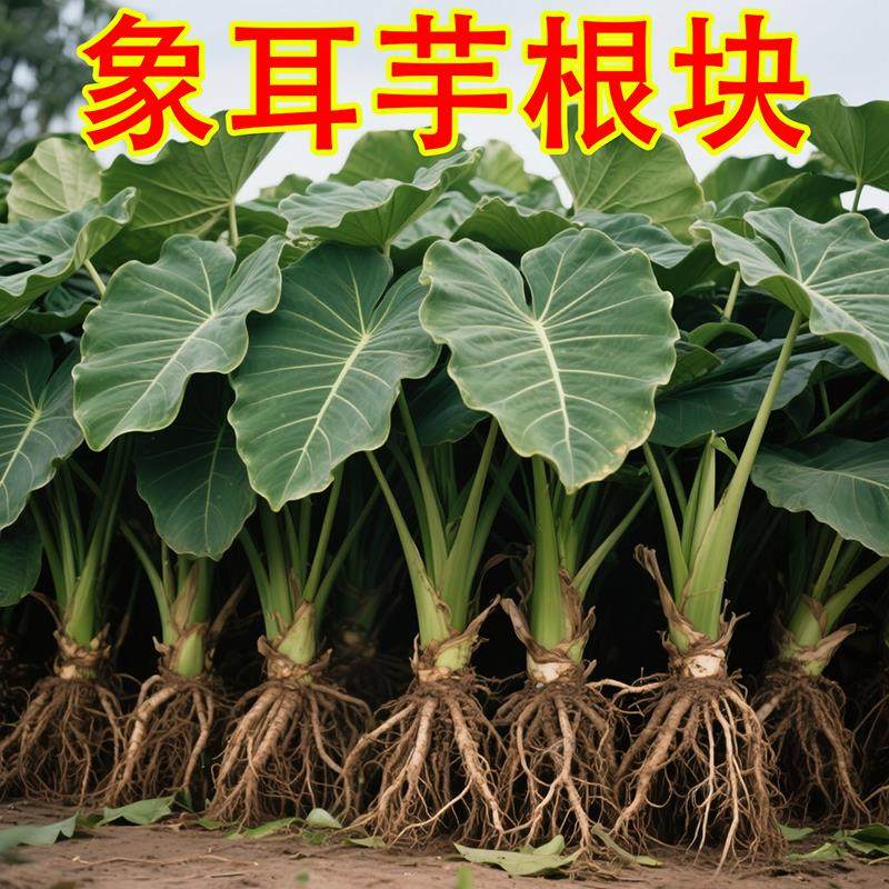 象耳芋大野芋大型绿植客厅阳台大叶盆栽庭院超大叶植物现挖现发,鲜花速递/花卉仿真/绿植园艺,红掌/凤梨/温室花卉,淘宝优惠券,粉丝福利购,淘宝优惠卷