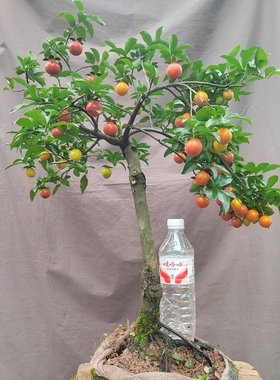 金弹子可挂果盆栽四川小叶金单子带造型观果盆景小苗母桩练手母带