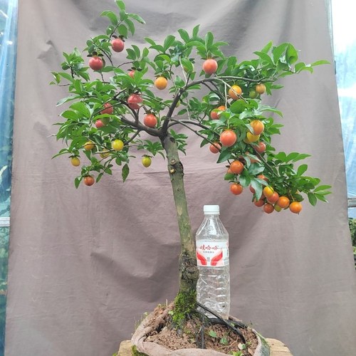 金弹子盆景母桩公桩熟桩血红