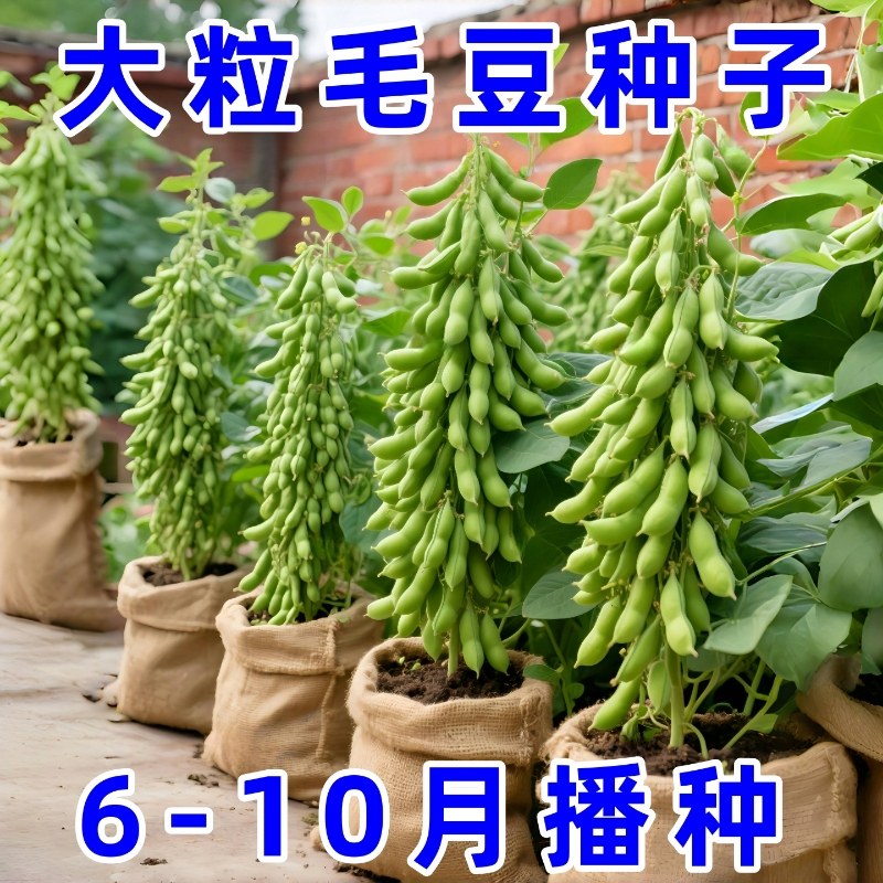 早熟大荚毛豆种子菜毛豆种籽高产抗病青黄豆鲜食菜豆春季蔬菜种子,鲜花速递/花卉仿真/绿植园艺,种苗/半成品盆栽,淘宝优惠券,粉丝福利购,淘宝优惠卷