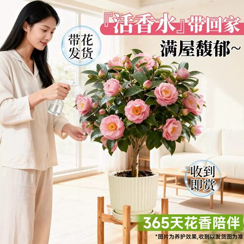 香妃山茶花树苗四季开花好养