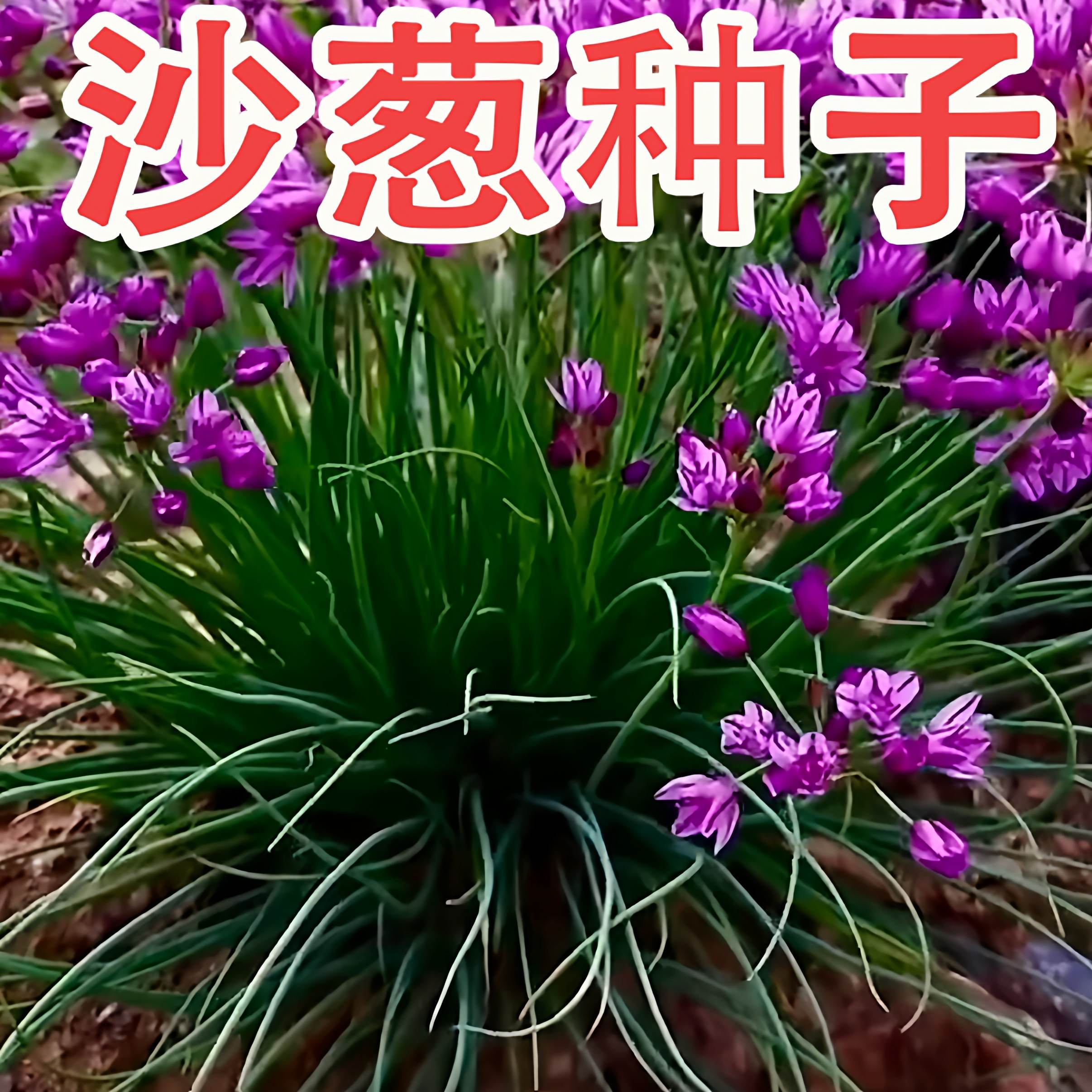 沙葱种子根苗新鲜内蒙古