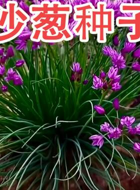 沙葱种子根苗新鲜内蒙古韭野生蔬菜种籽小香胡葱阳台庭院四季种植