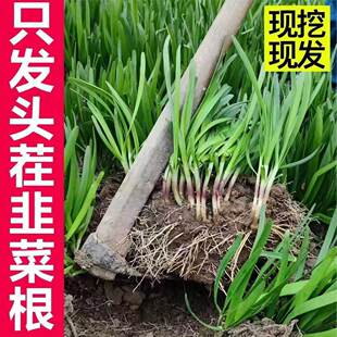 新韭菜根苗紫根宽叶红根四季细叶韭菜根盆栽室内阳台蔬菜秧苗耐热