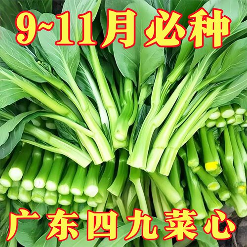 20天采收四九甜菜心种子