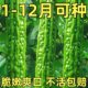 翠绿苦瓜种子特大苦瓜种子四季 种子阳台庭院盆栽四季 蔬菜种子播种