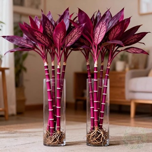 水培鸿运紫竹植物富贵竹粗杆带根水养客厅招财竹子室内绿植发财竹