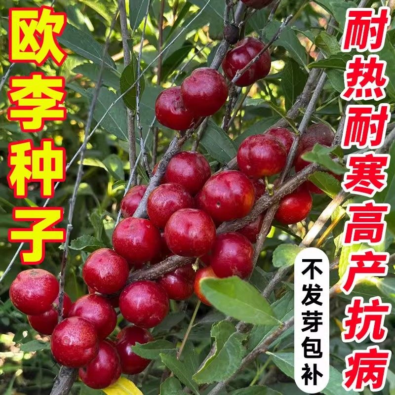 欧李果树高钙果树苗纯甜大果耐寒南北方均可种植结果中华钙果
