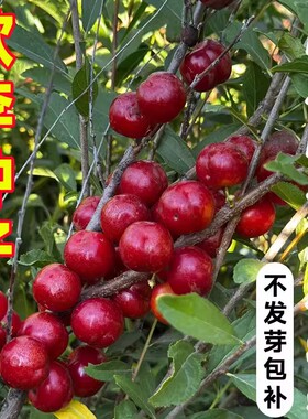 欧李果树高钙果树苗纯甜大果耐寒南北方均可种植结果中华钙果