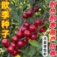 欧李果树高钙果树苗纯甜大果耐寒南北方均可种植结果中华钙果