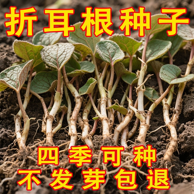 鱼腥草种子折耳根种苗云南贵州老品种现挖节根种根苗四季蔬菜种籽