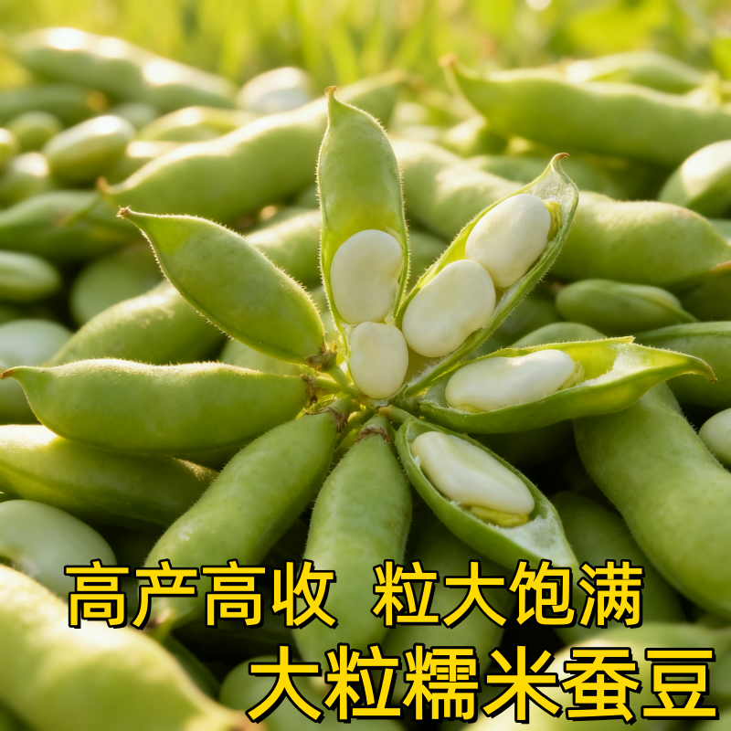 蚕豆种子大粒高产糯米蚕豆种籽