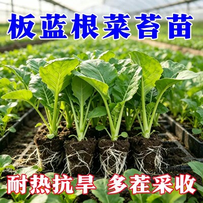 板蓝根青菜苗现拔现发耐热易活