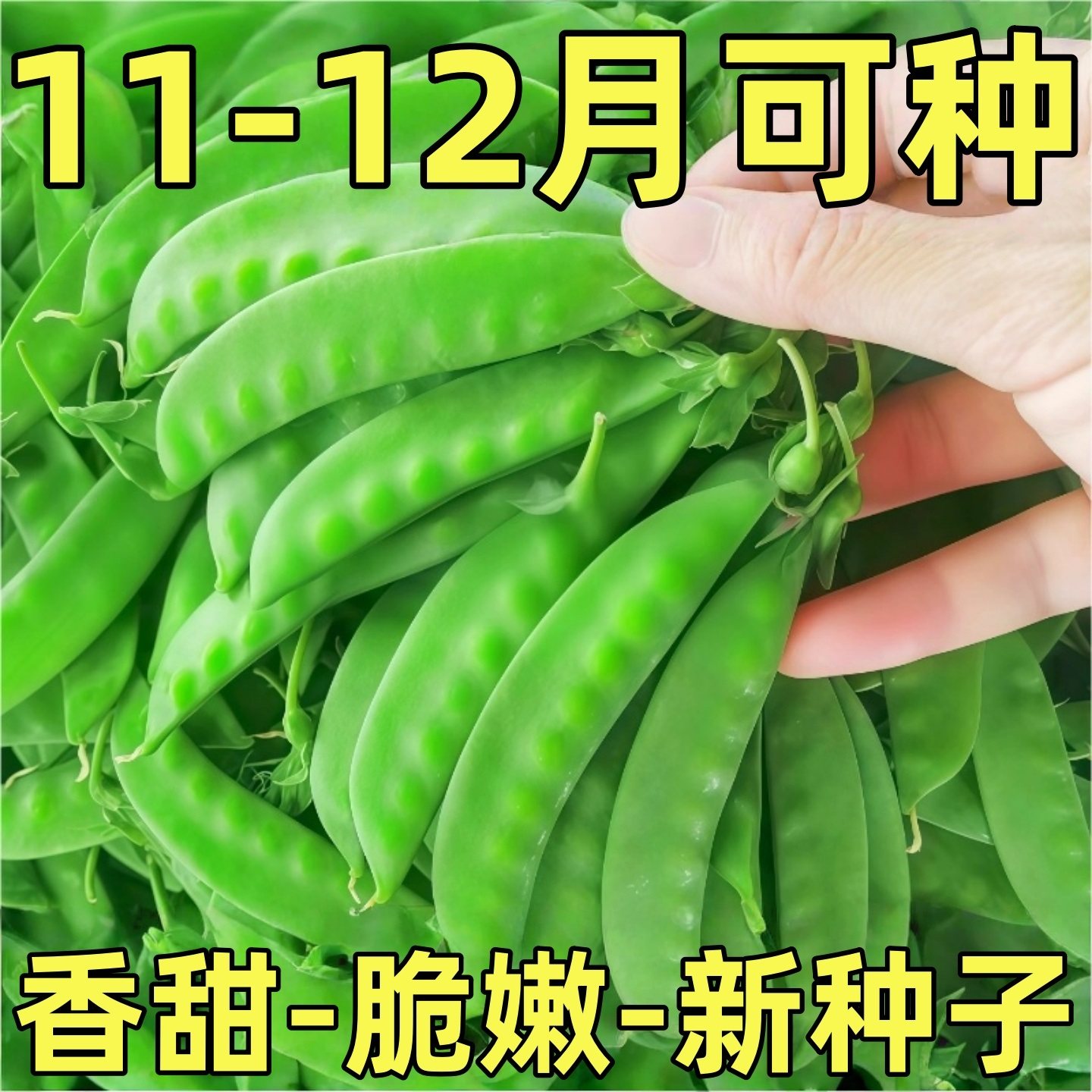 软荚脆甜荷兰豆种子豌豆苗大荚菜豆豌豆豆角种子四季播种农家蔬菜,农用物资,花卉林木种子/种苗/种球,淘宝优惠券,粉丝福利购,淘宝优惠卷