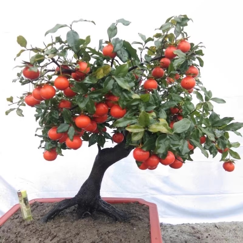 金弹子熟桩葫芦果梨形果盆栽