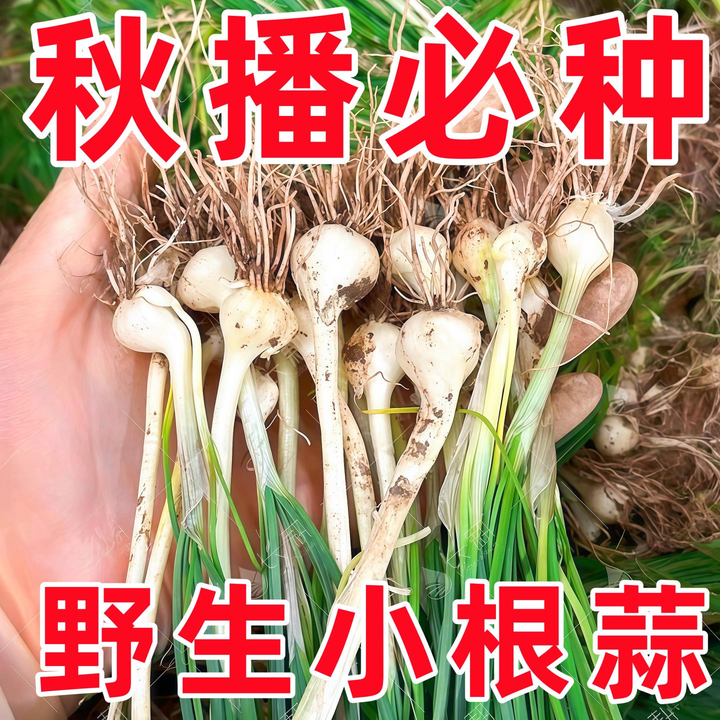 1包盆栽四季春秋小根蒜种子