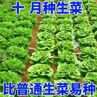 四季奶油生菜种子可生吃