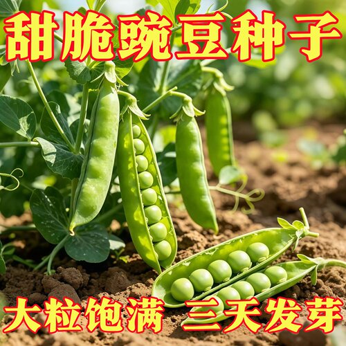 耐寒甜脆豌豆种子农家蔬菜