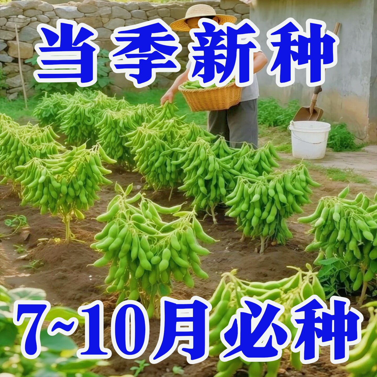 早熟高产四季毛豆种子矮杆特大粒图片