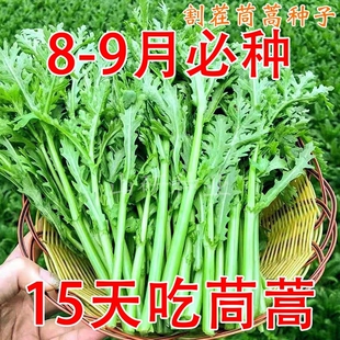 小叶茼蒿种子皇帝菜种籽光杆蒿子秆四季播阳台盆栽庭院蔬菜种子