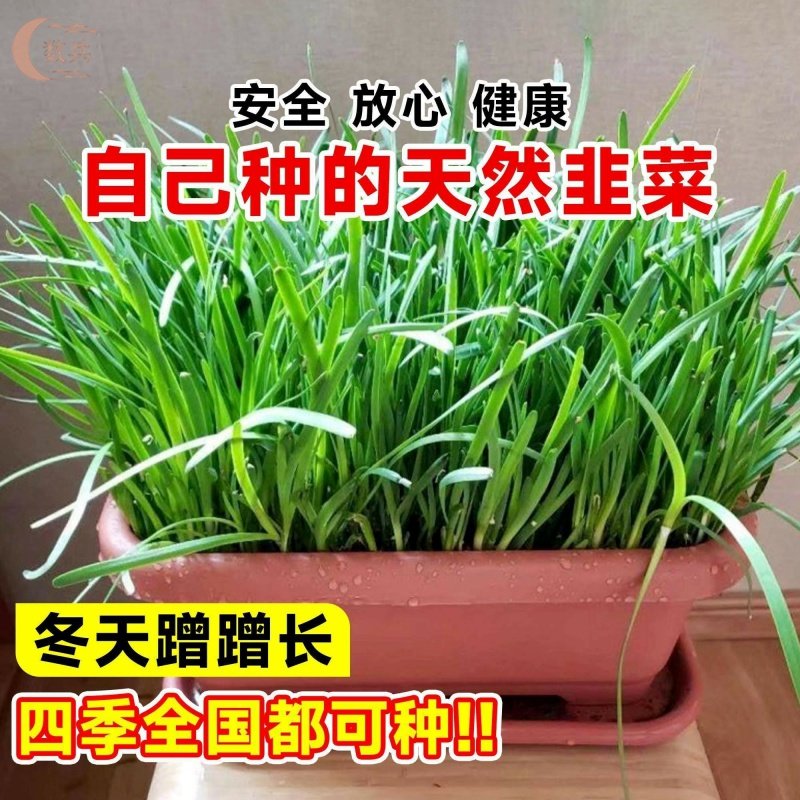 韭菜根苗四季种植紫根庭院阳台