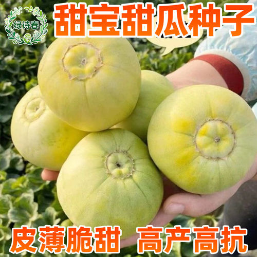日本甜宝冰糖超甜香瓜种子高产