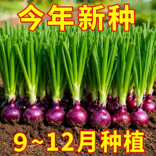 山东寿光水果洋葱种子耐寒